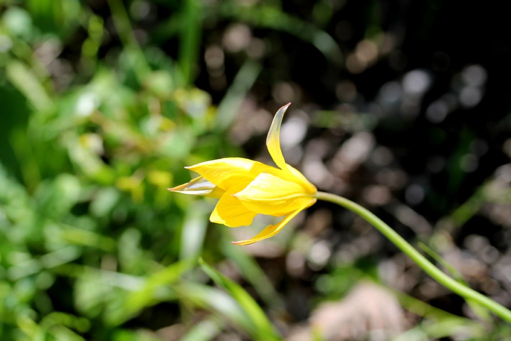 Tulipa australis  (Liliaceae)